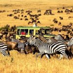 Kenya tanzania nairobi ngorongoro serengeti tarangire tourradar ecotours