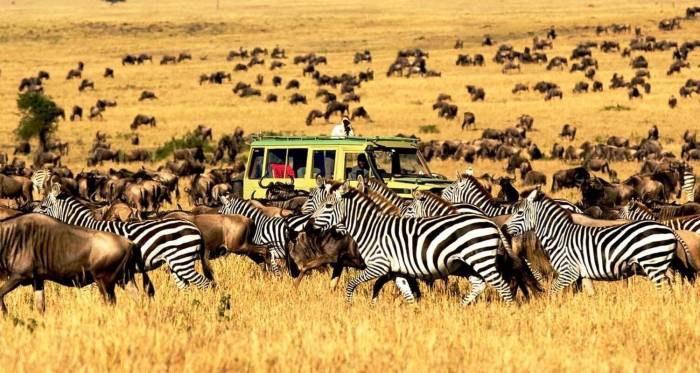 Kenya tanzania nairobi ngorongoro serengeti tarangire tourradar ecotours